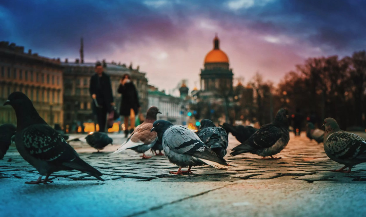 Голуби